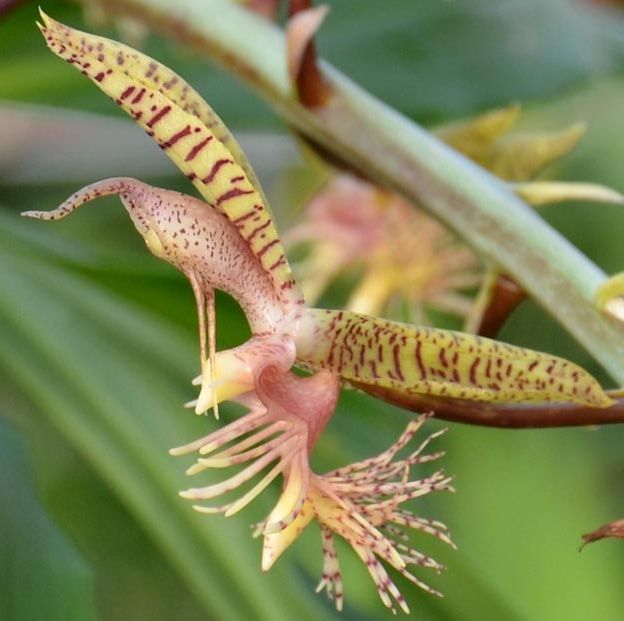 EverSpring Orchids Main Catalog